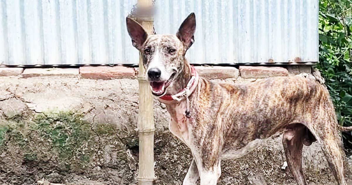 সরাইলের-গ্রে-হাউন্ড-কুকুর-বাণিজ্যিকভাবে-উৎপাদন-ও-বাজারজাত-করার-উদ্যোগ