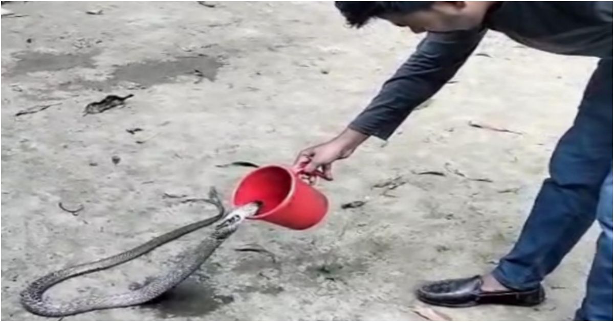 A-rare-sighting-in-Boalkhali-is-a-poisonous-gokhro-playing-in-water