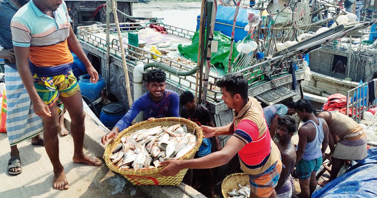 ৬ ঘণ্টার ব্যবধানে ইলিশ বোঝাই শতাধিক ট্রলার ফিরল মৎস্যঘাটে