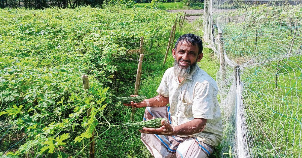 বাম্পার ফলনে করলা চাষে লাভবান বুড়িচংয়ের কৃষক