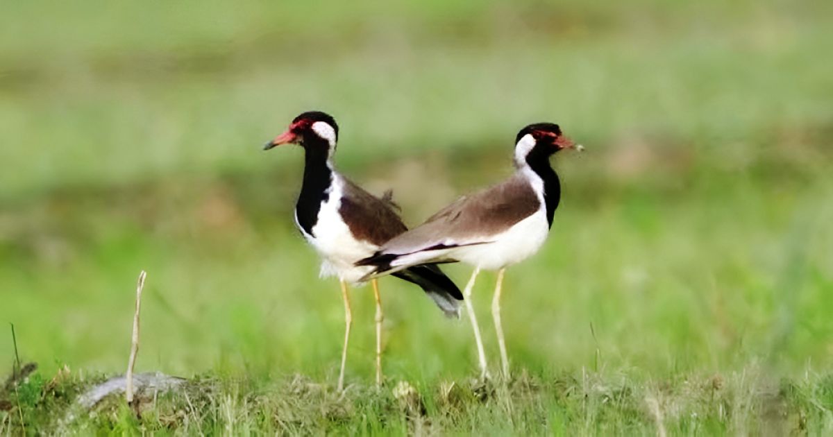 অতিথি পাখির কোলাহলে মুখর ঘাটাইলের খাল-বিল