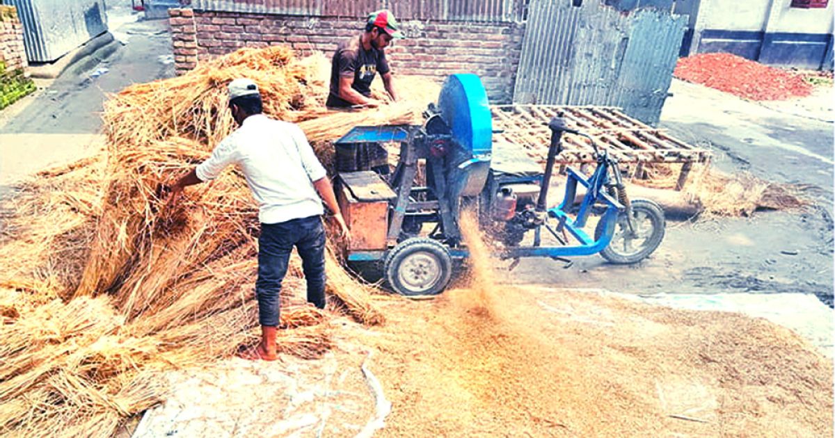 লালমনিরহাটে-খড়ের-দামে-কৃষকের-মুখে-হাসি-খামারিরা-বিপাকে