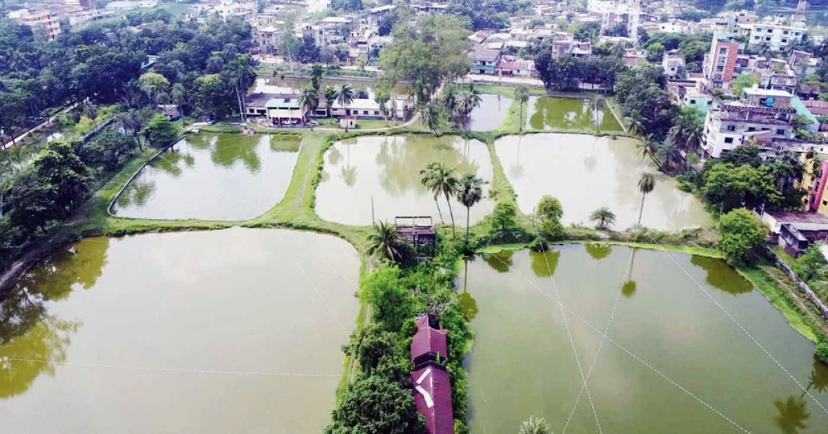 নওগাঁর সরকারি মৎস্য খামারের রেনুর চাহিদা দিন দিন বাড়ছে
