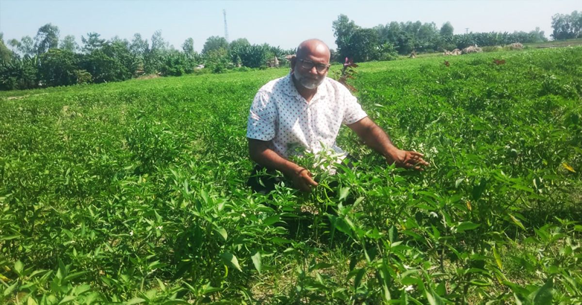 হাইব্রিড কাঁচামরিচ বাজারে আসায় কমেছে দাম
