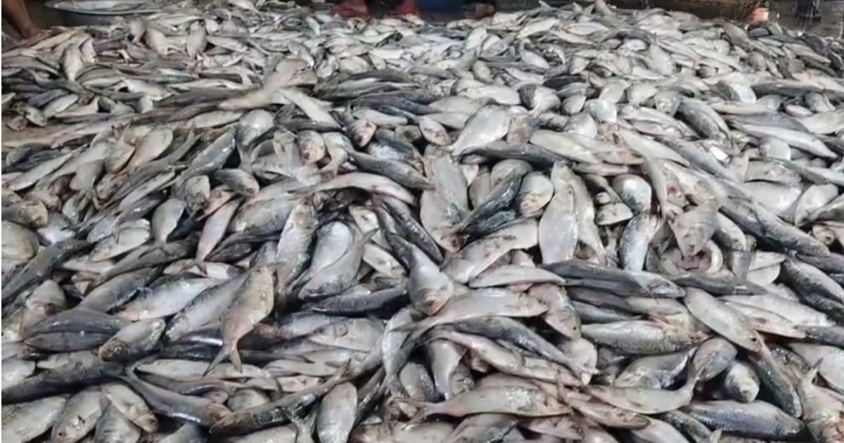 ইলিশ রক্ষায় জাটকা শিকারে নিষেধাজ্ঞা শুরু