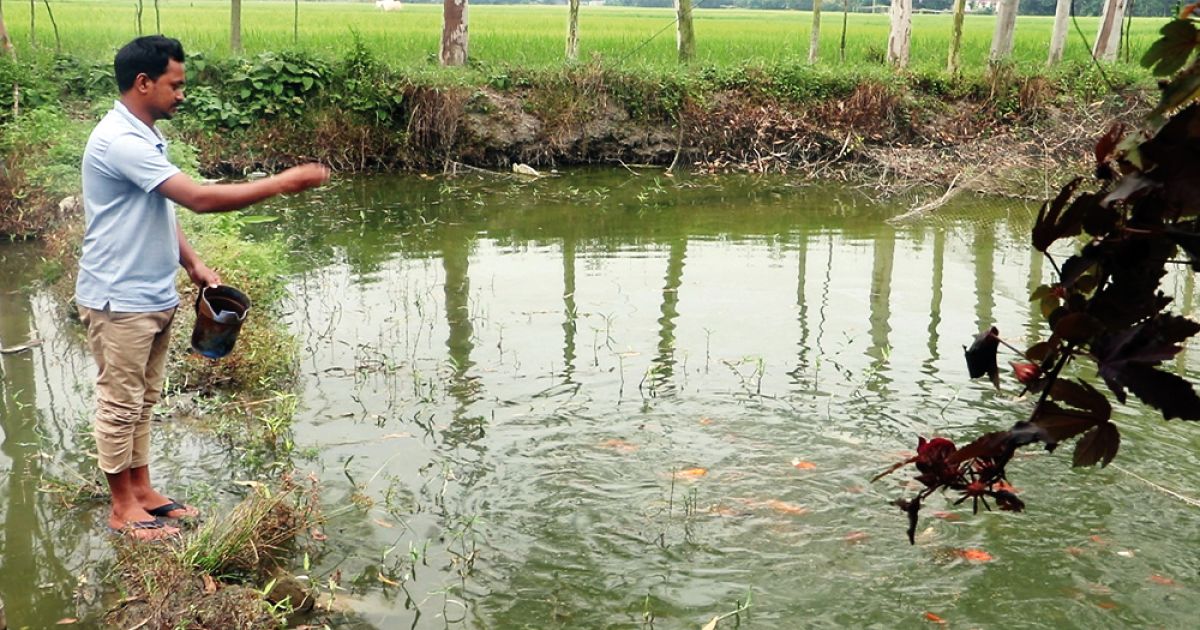 গাইবান্ধায় রঙিন মাছ বদলে দিয়েছে যুবক সাগরের জীবন