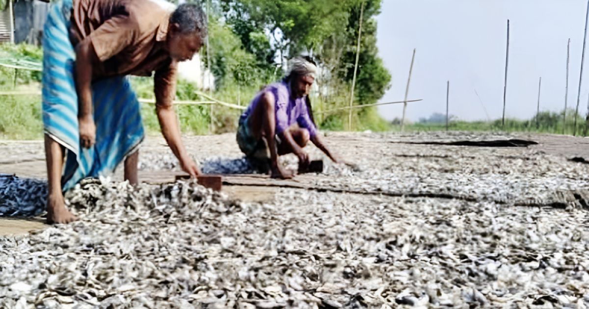 সিদল শুঁটকি রপ্তানিতে খুলতে পারে সম্ভাবনার নতুন দুয়ার
