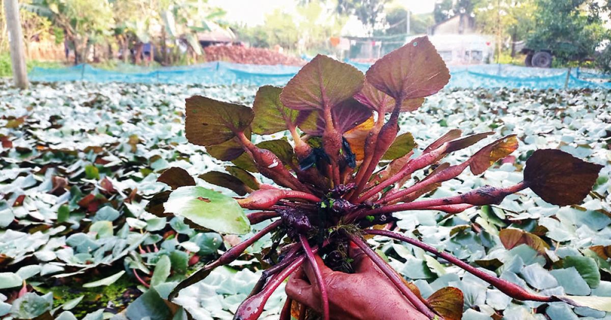 A-golden-crop-is-growing-in-the-waterlogged-land-a-smile-on-the-face-of-the-farmer