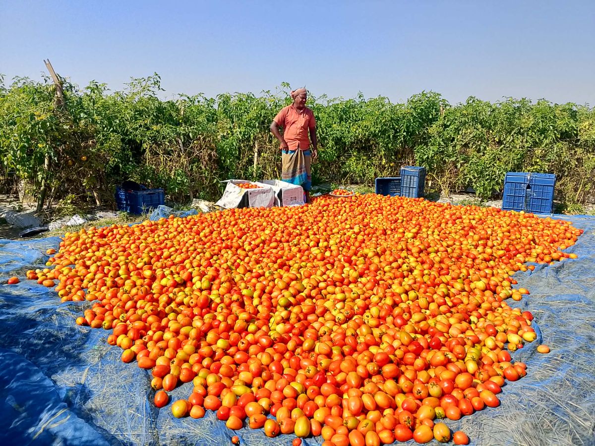 A-bumper-crop-of-tomatoes-at-Golande-brings-a-smile-to-the-farmers-face-at-good-prices