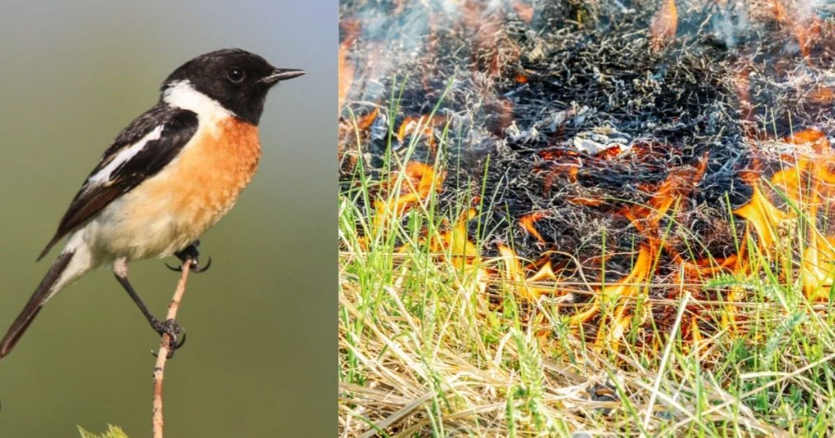 Grass-forest-burning-in-Aftabnagar-Inhumanity-against-birds-and-nature