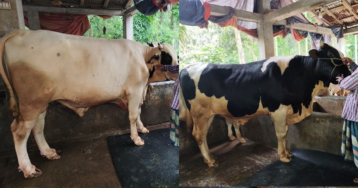 ভোলার কুরবানির হাটে চমক, ২২ মণের ‘কালাচান’ ও ১৮ মণের ‘সাদাচান’