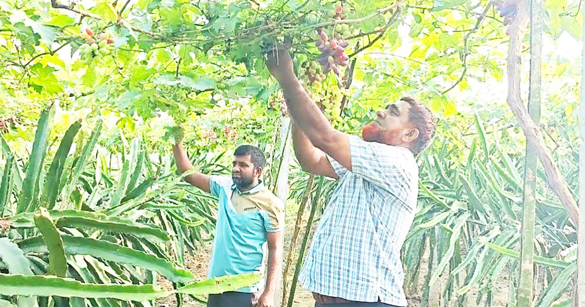 জীবননগরে শিক্ষকের এক জমিতে ড্রাগন-আঙুর চাষ, কৃষিতে নতুন বিপ্লব