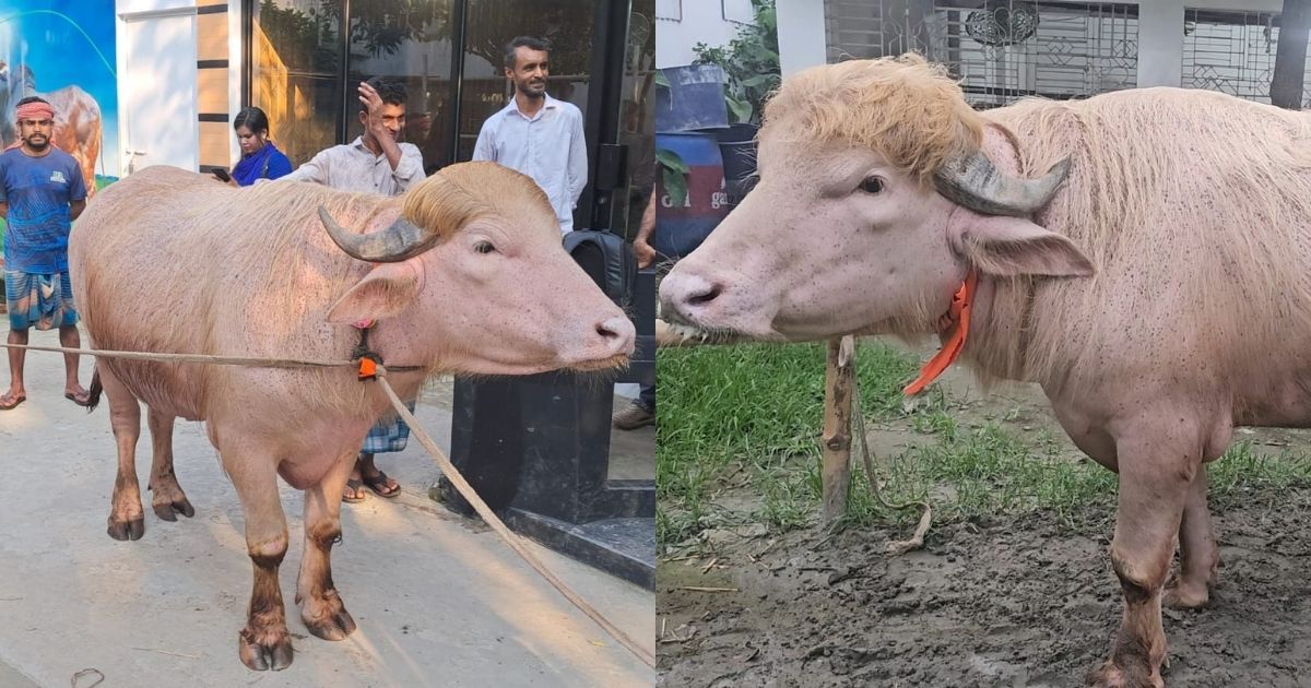 গোলাপি রঙের ‘ডোনাল্ড ট্রাম্প’ দেখতে নারায়ণগঞ্জে জনতার ভিড়