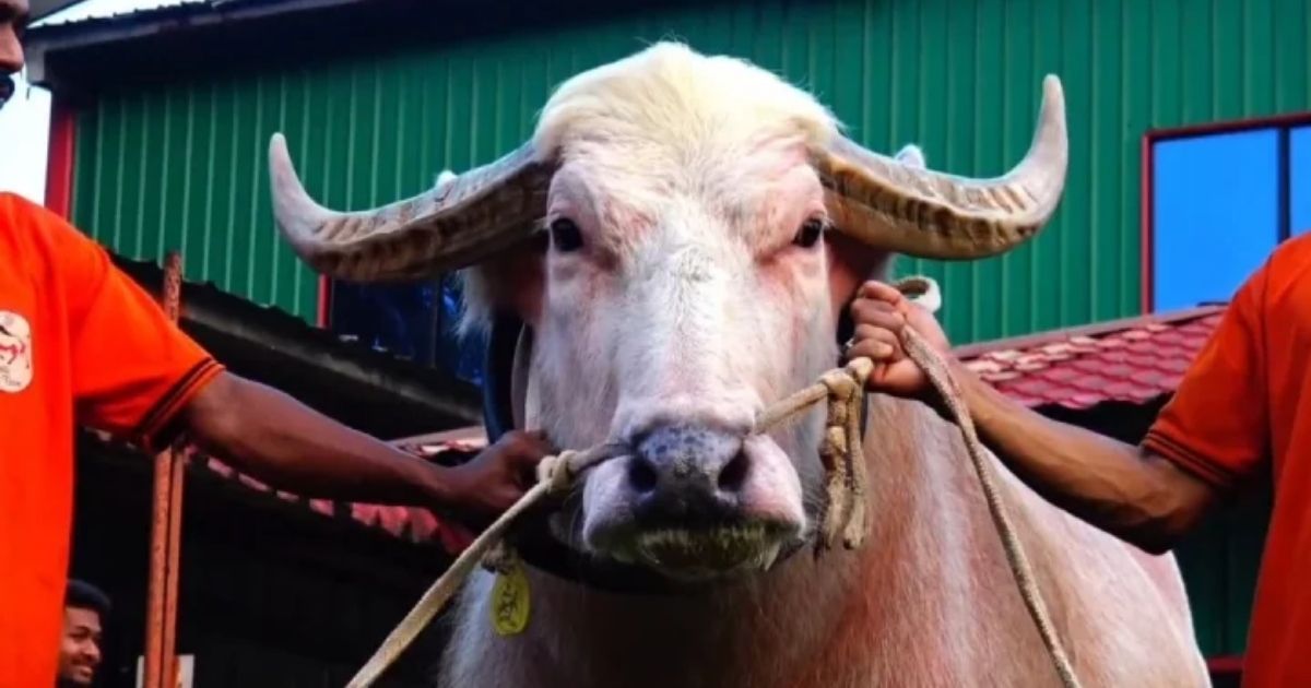 নারায়ণগঞ্জে ডোনাল্ড ট্রাম্প'র পর এবার দেখা মিলল 'নেতানিয়াহু'র