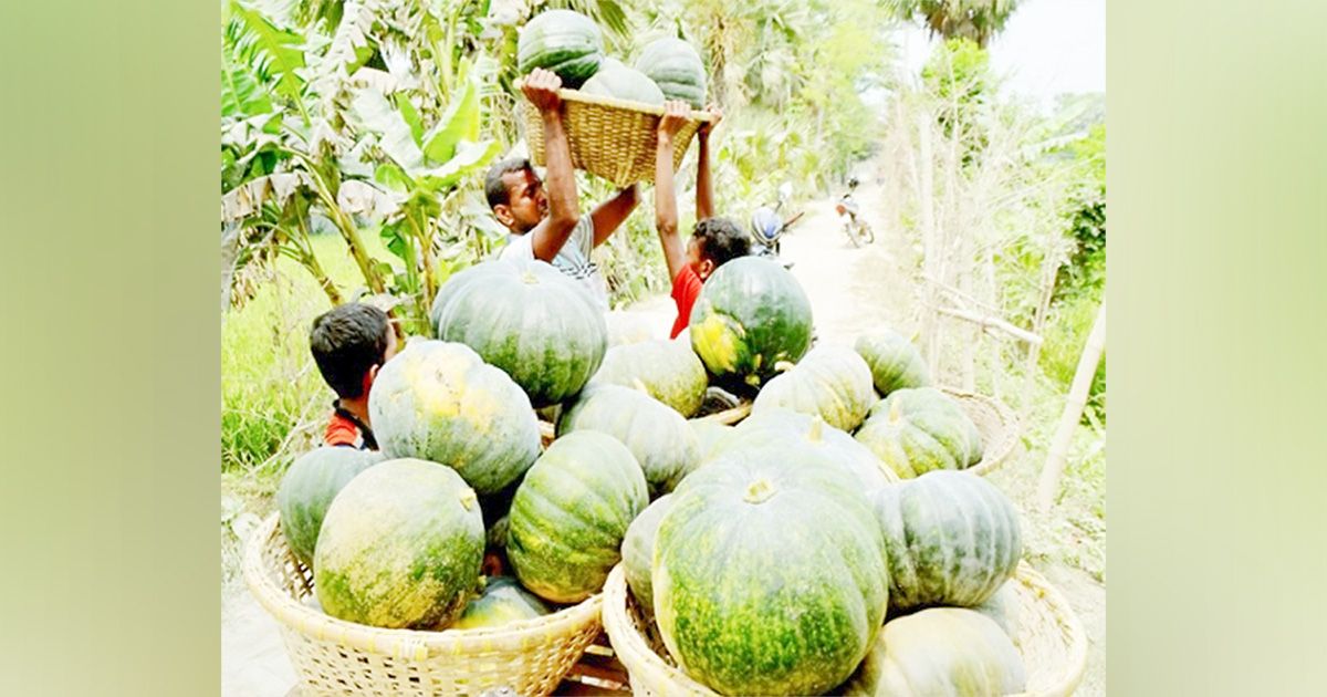 কুমিল্লায় আলুর ‘সাথী ফসল’ মিষ্টি কুমড়া, বিষমুক্ত সবজি চাষে কৃষকের সাফল্য 
