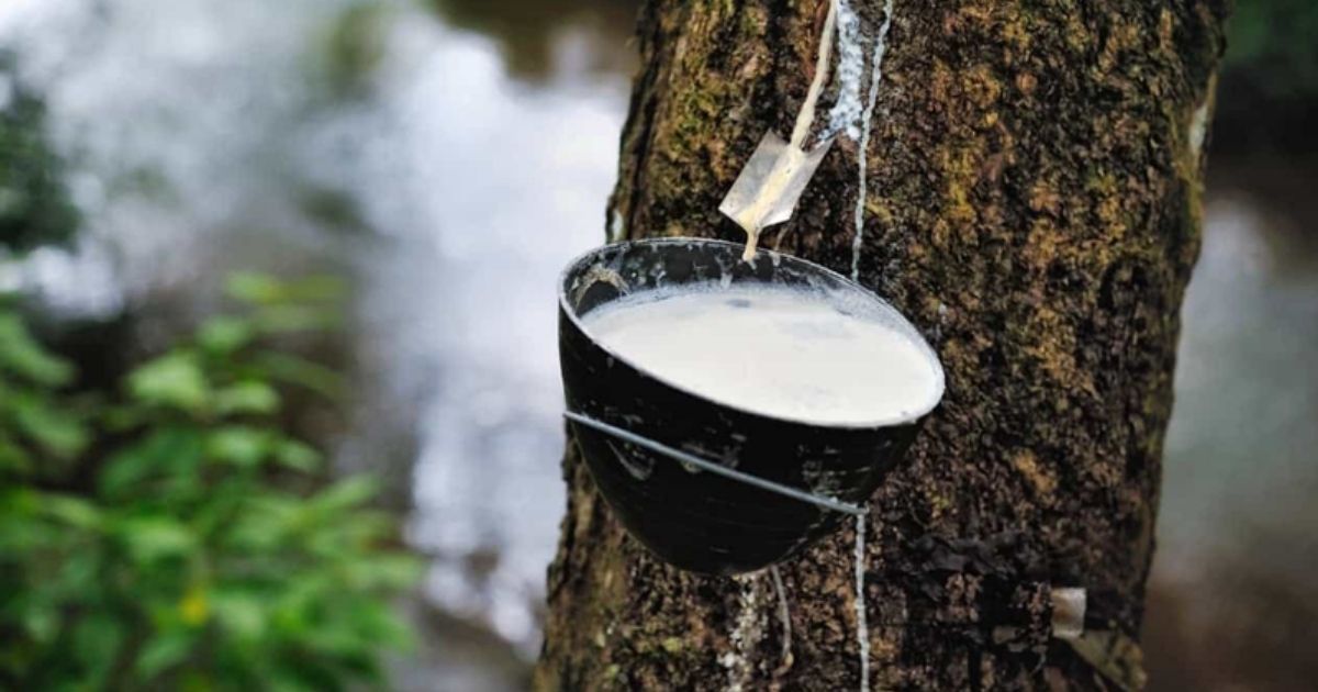 রাবারের দামে ব্যাপক উল্লম্ফন