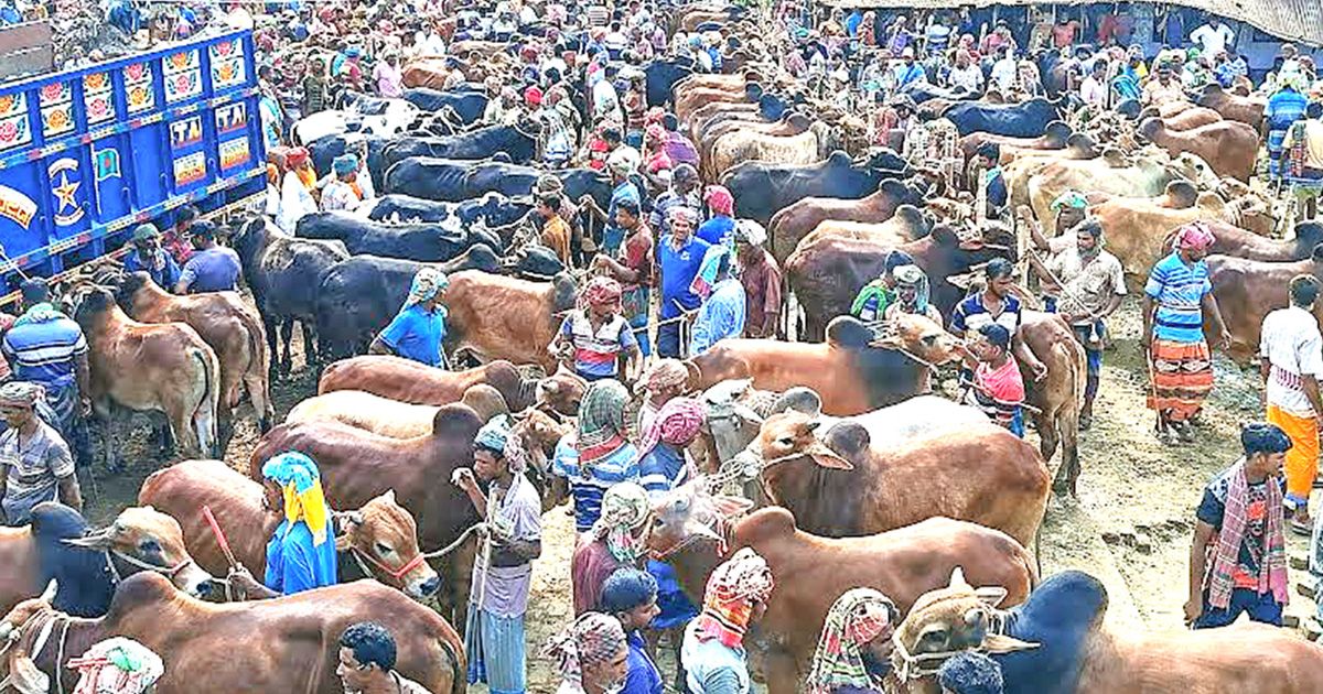 জীবননগরে ঈদুল আজহার পশুহাট, চাহিদা বেশি মাঝারি গরুর