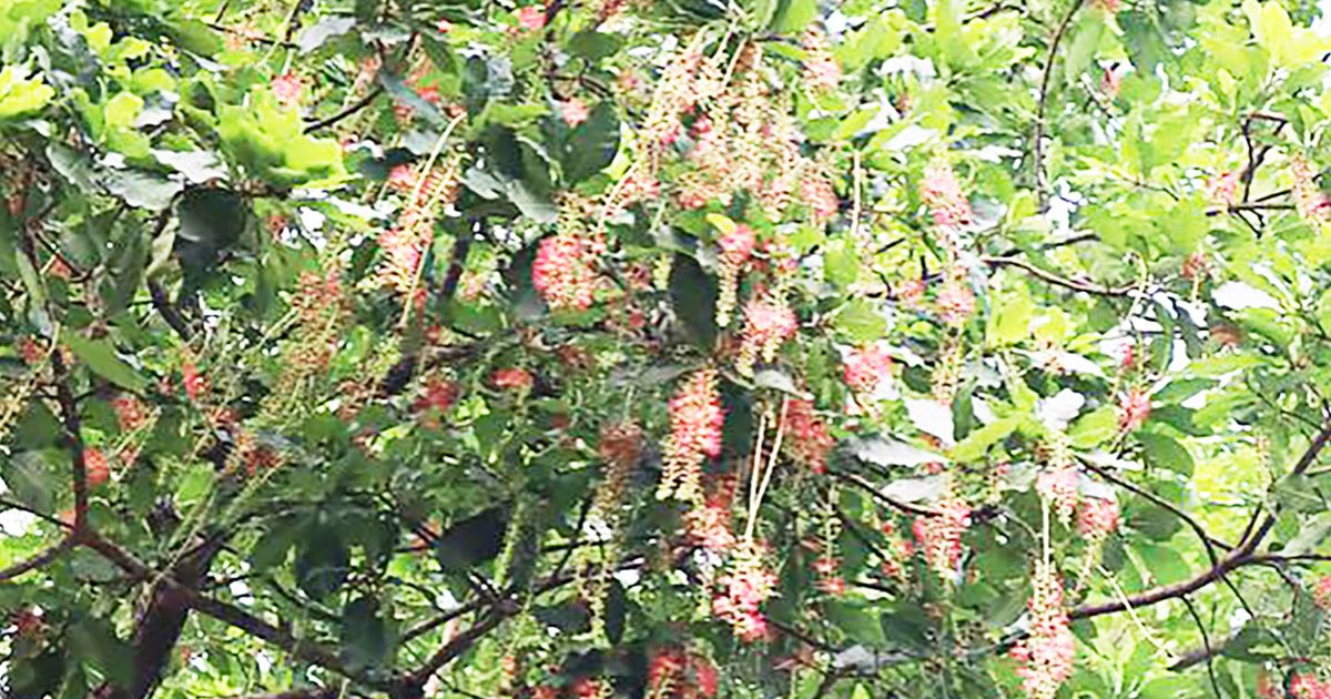 মৌলভীবাজারে হিজল ফুলে রঙিন পথ, বাতাসে মৃদু ঘ্রাণ