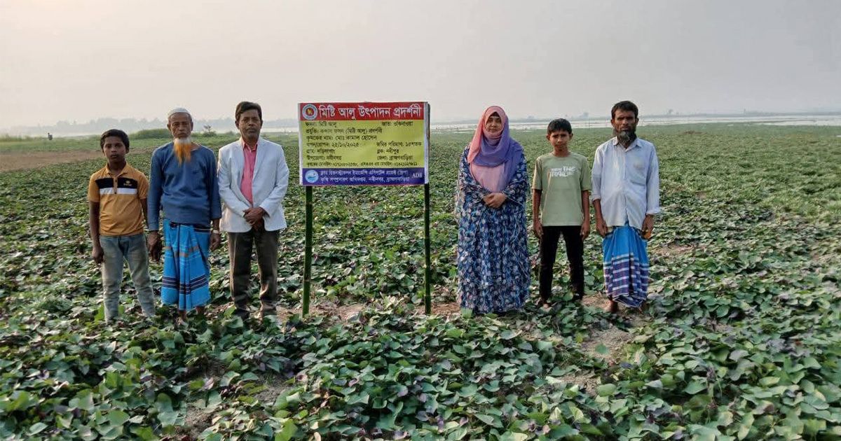 নবীনগরে জনপ্রিয় হচ্ছে জাপানি ‘ওকিনাওয়া’ মিষ্টি আলু, উৎপাদন বেশি হওয়ায় বাড়ছে আগ্রহ