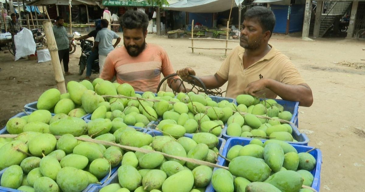 রাজশাহীতে আম পাড়া শুরু, ৭৮০ কোটি  টাকা বাণিজ্যের আশা