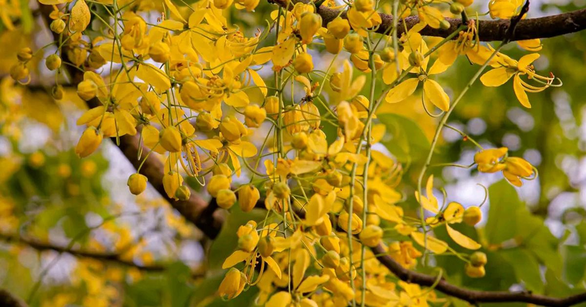 হলুদ বসন্তে চট্টগ্রাম বিশ্ববিদ্যালয়: সোনালু রঙে সেজেছে ক্যাম্পাস
