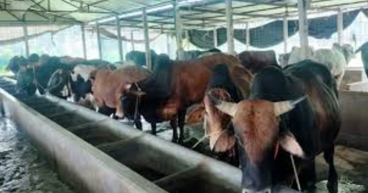 রূপগঞ্জে ঝামেলা এড়াতে খামারে ভিড়