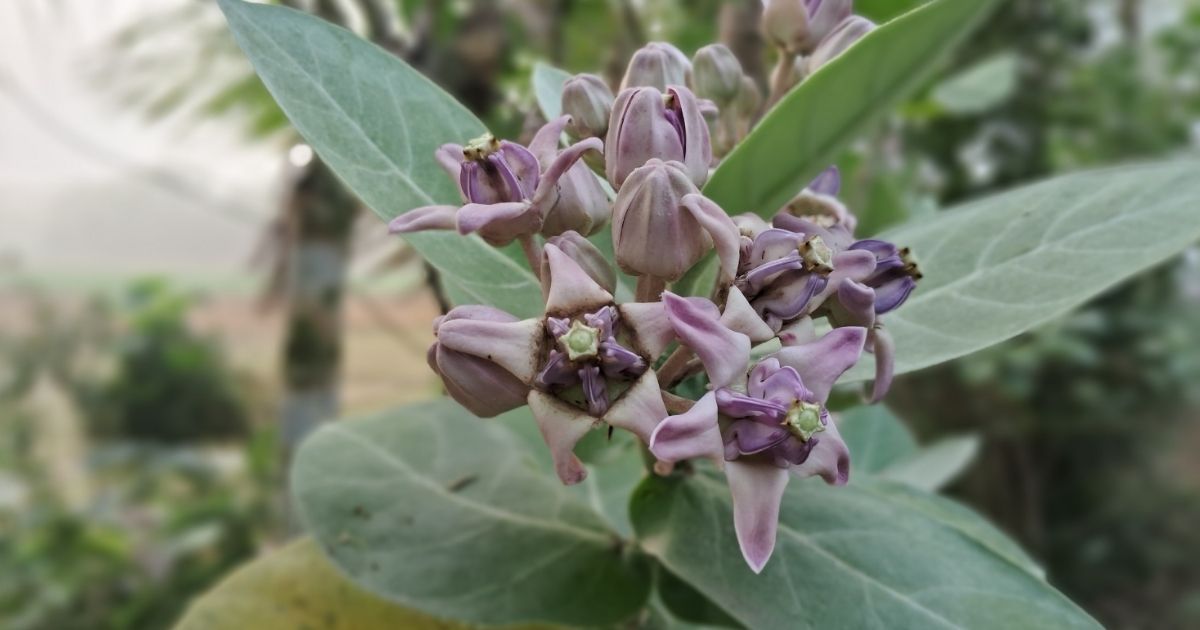 উপকূল জুড়ে সৌন্দর্য ছড়াচ্ছে আকন্দ ফুল