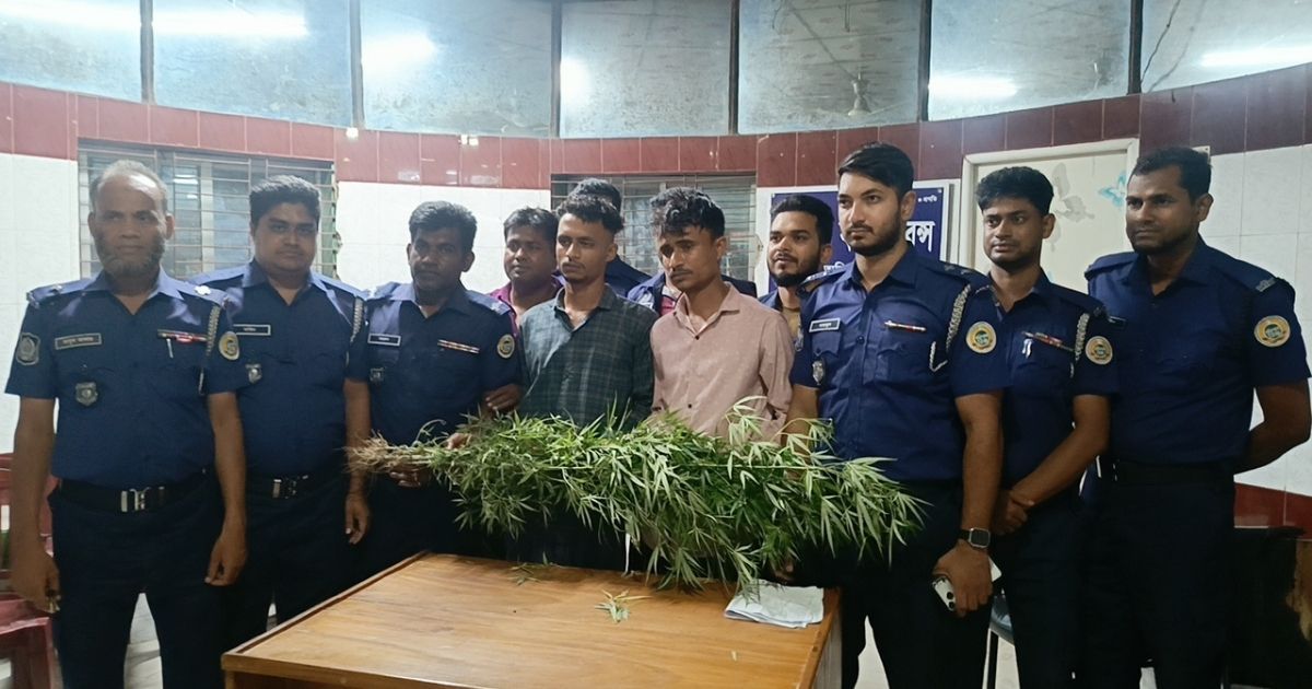 বাড়ির আঙিনায় গাঁজার চাষাবাদ, আপন দুই ভাই আটক