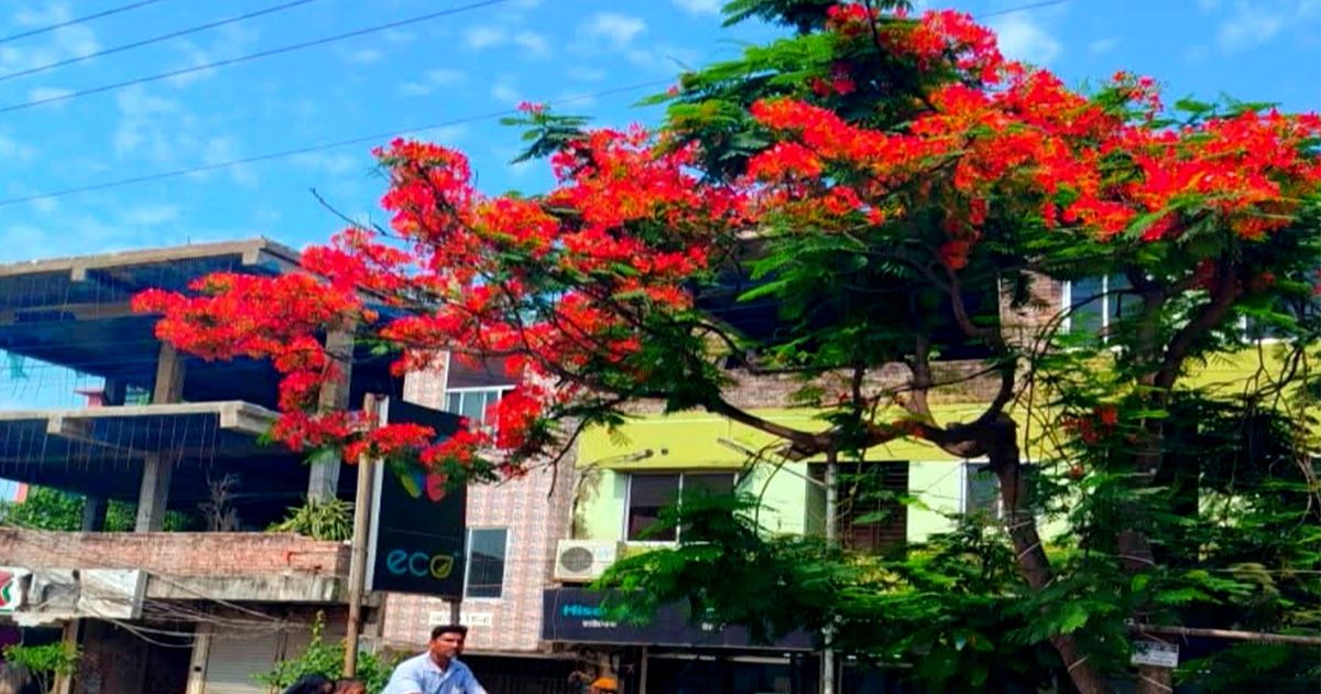 আগুনরঙা উৎসবে সেজেছে গ্রামবাংলা, কেশবপুরে রক্তিম কৃষ্ণচূড়ার সৌন্দর্যে মুগ্ধ প্রকৃতিপ্রেমীরা
