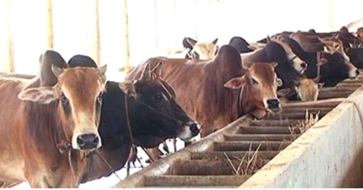 কোরবানি পশু প্রস্তুতে ব্যস্ত রাউজানের খামারিরা