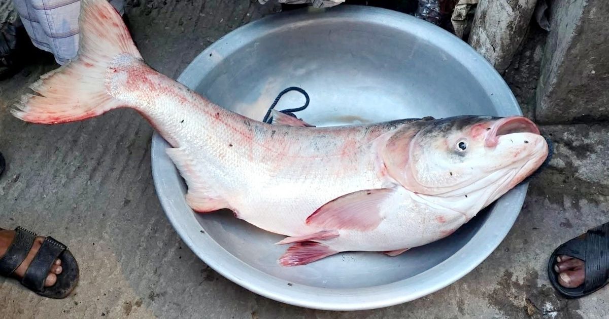 তিতাস নদীতে ধরা পড়ল ১৯ কেজির বিশাল বিগহেড মাছ