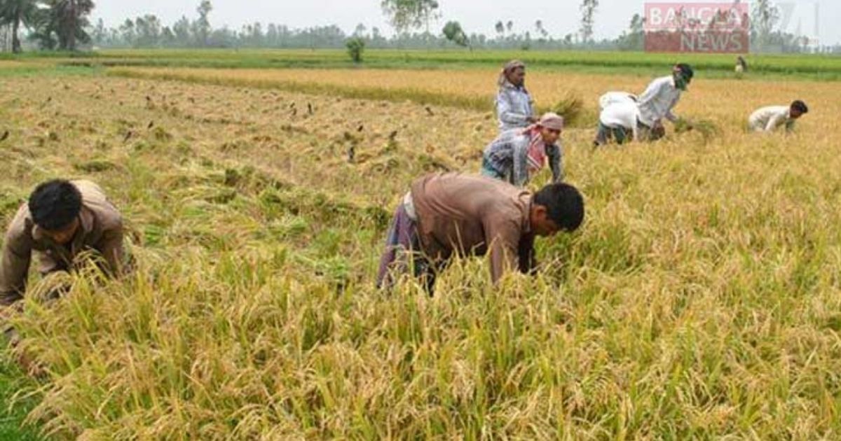 নড়াইলে ধানের ন্যায্যমূল্য না পেয়ে হতাশ কৃষক