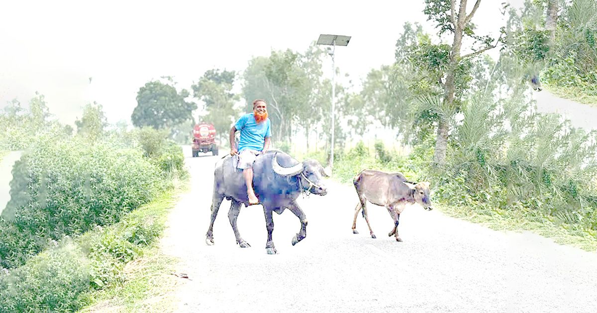 গ্রামবাংলার ঐতিহ্য: মহিষের পিঠে চড়ে বাড়ির পথে কৃষক