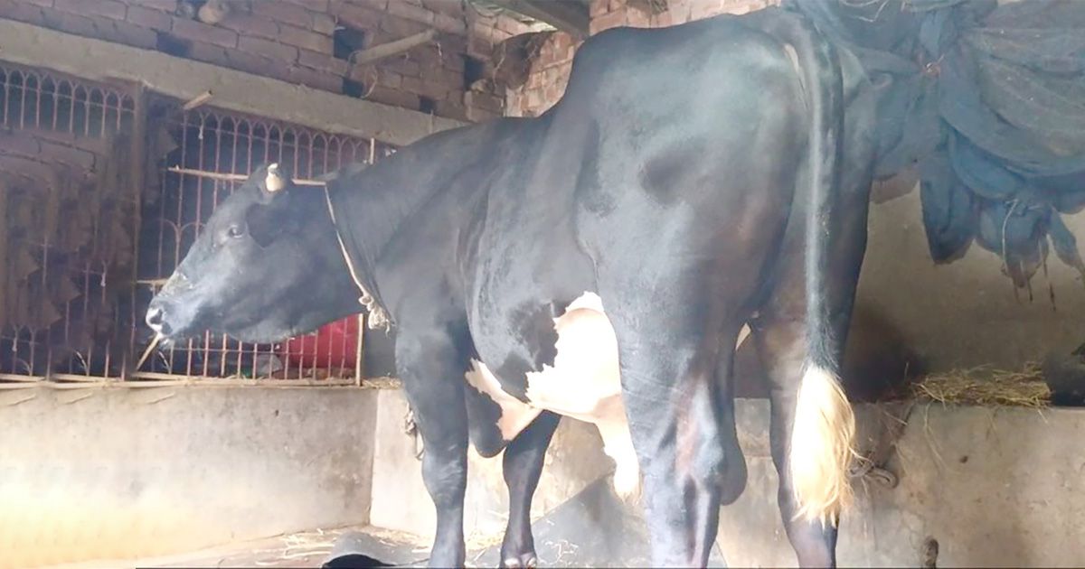 নওগাঁর তারকা ষাঁড় ‘ভোলা’, ওজন প্রায় ৪০ মণ