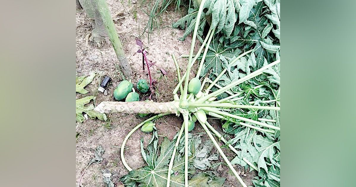 কাপাসিয়ায় রাতের আঁধারে কৃষকের ফলজ গাছ কেটে ফেলেছে দুর্বৃত্তরা
