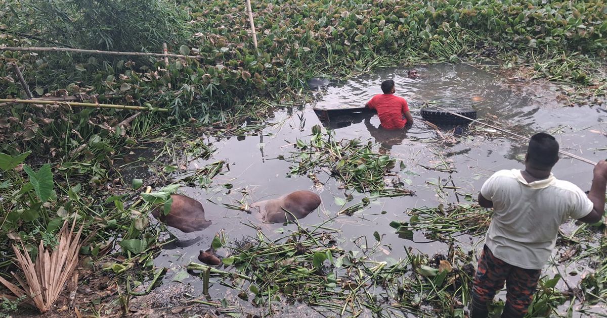 গরুবাহী ট্রাক নিয়ন্ত্রণ হারিয়ে খালে, ৪ গরুর মৃত্যুতে পুঁজি হারিয়ে নিঃস্ব দুই বেপারি