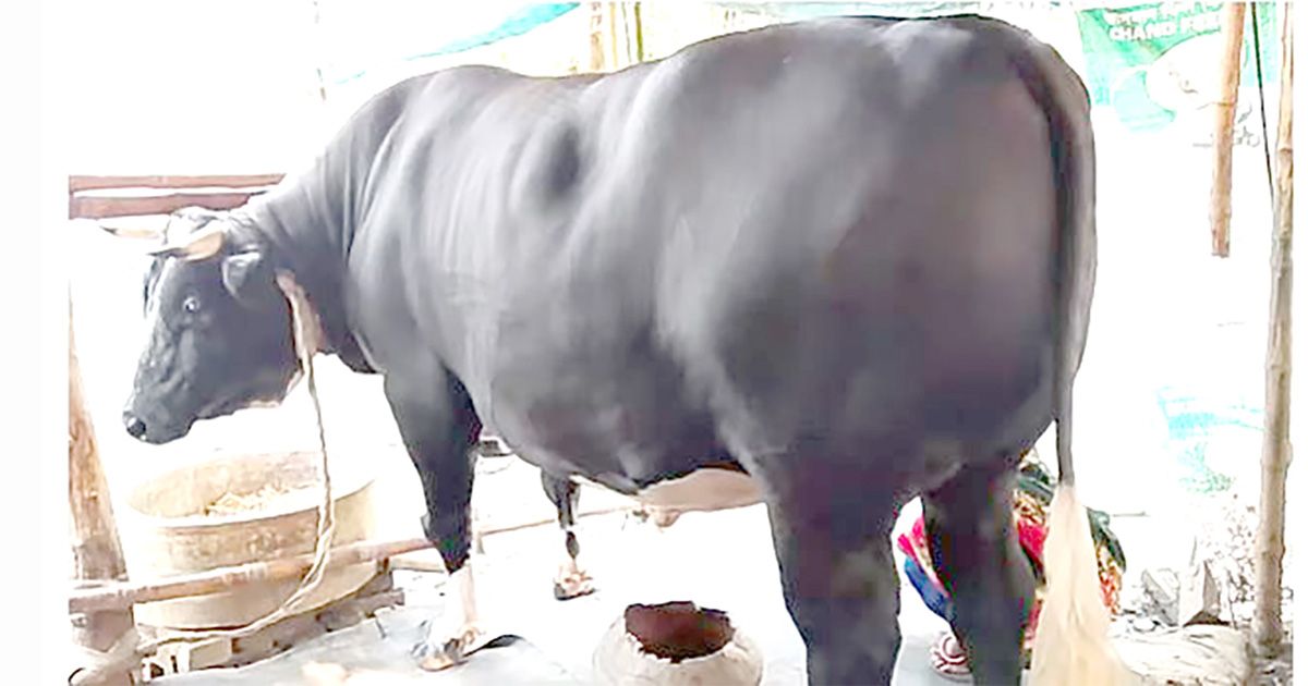 অভয়নগরের ৩২ মণের ‘ঠাণ্ডা ভোলা’, দাম ১২ লাখ টাকা