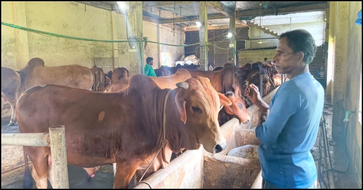 মৌলভীবাজারে ৭৪ হাজার পশু প্রস্তুত থাকলেও লাভ নিয়ে শঙ্কায় খামারিরা
