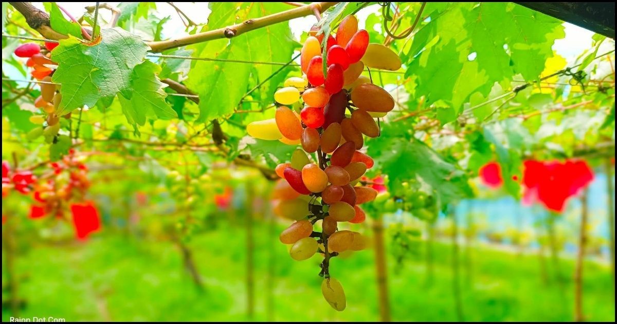 শখ থেকে সৌখিন কৃষি গার্ডেন, আঙুর চাষে সফল হালুয়াঘাটের উদ্যোক্তা সোহাগ
