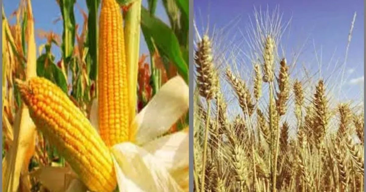 খাদ্যশস্যের উৎপাদন হ্রাসের শঙ্কা, বাড়বে বৈশ্বিক খাদ্য ঝুঁকি