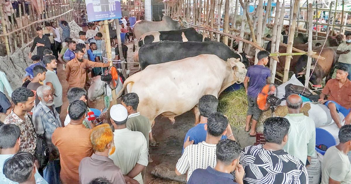 জমে উঠেছে পশুর হাট, মধ্যবিত্তের নজর ‘মাঝারি’ গরুতে