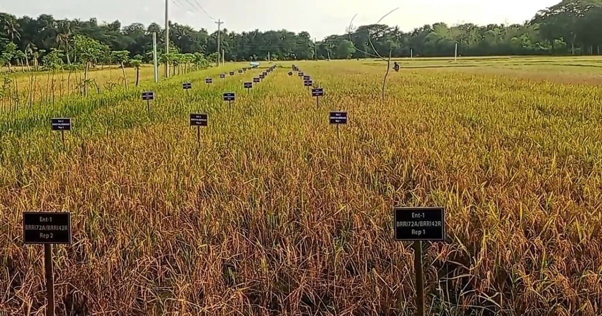 খুলনার প্রযুক্তি গ্রামে একসঙ্গে ৫৮ জাতের ধান চাষ