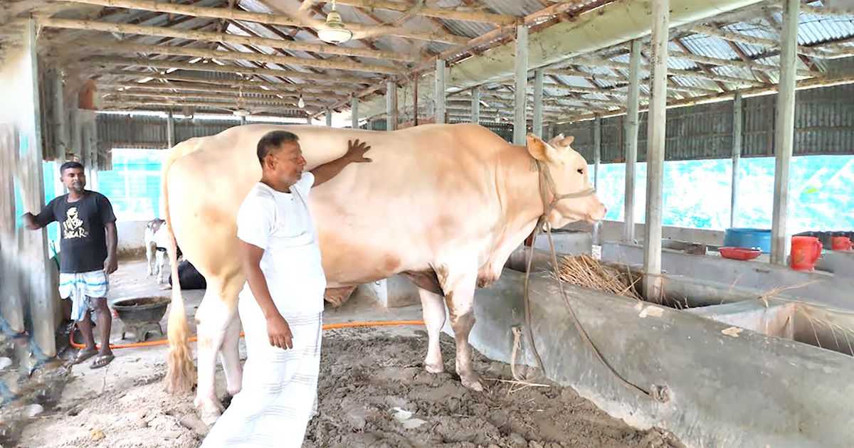 পাবনার কোরবানির পশুর হাটে প্রধান আকর্ষণ ‘সাদা সুলতান’, দাম ১৫ লাখ