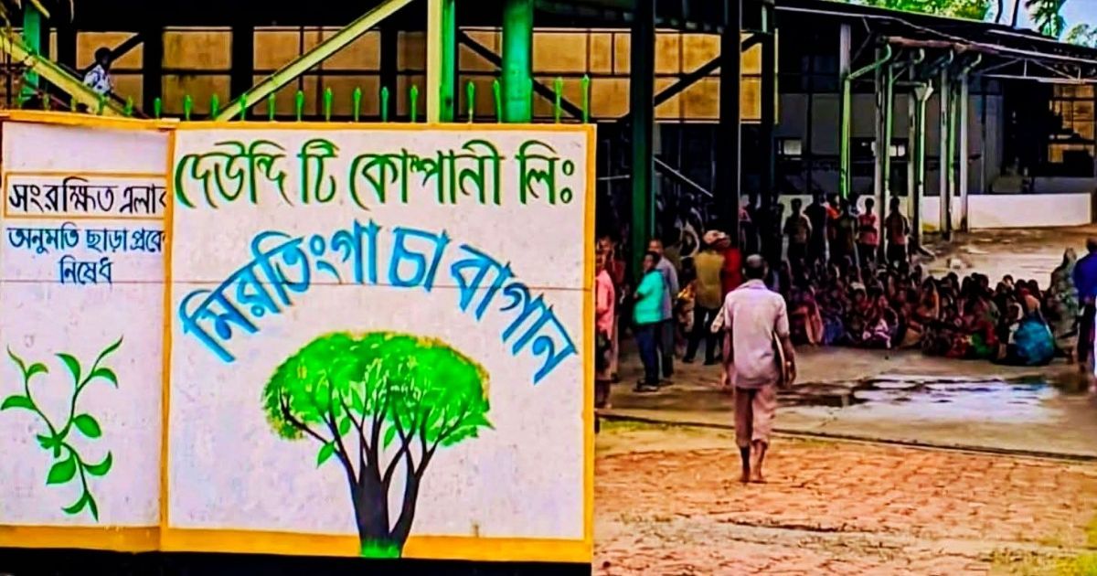 বকেয়া বেতন ও রেশনের দাবিতে হবিগঞ্জের ৪ চা বাগানে অনির্দিষ্টকালের কর্মবিরতি