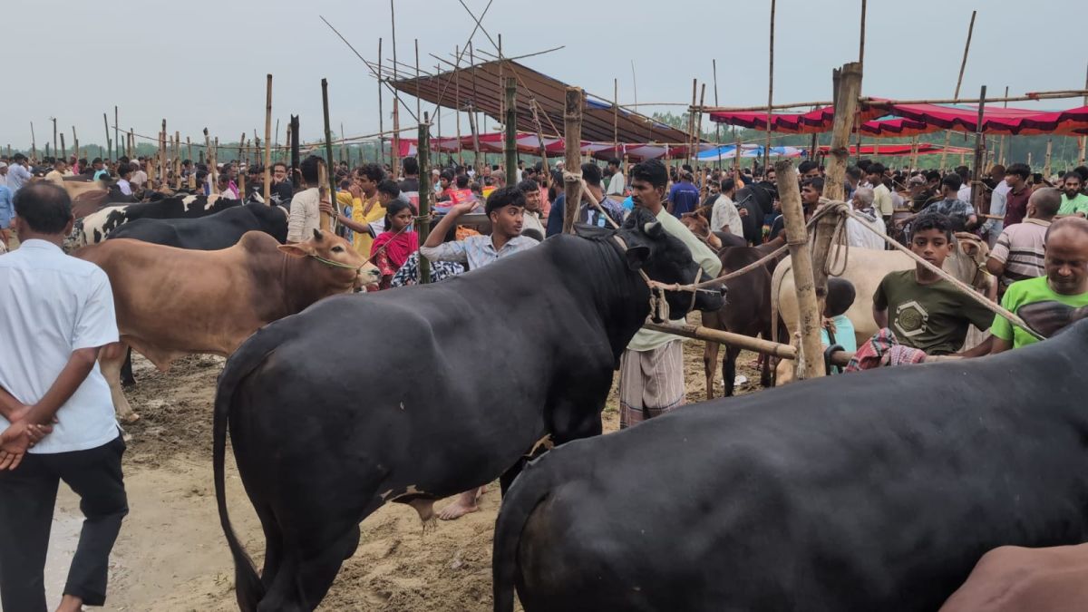 কিশোরগঞ্জের ভৈরবে শেষ মুহুর্তের বেচাকেনায় জমে উঠেছে গরুর হাট