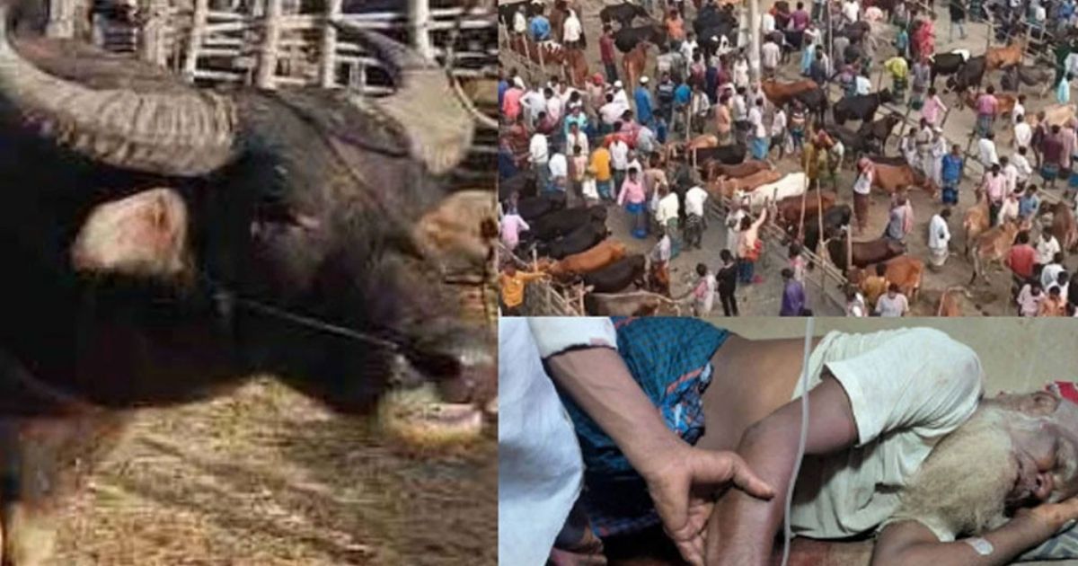 দেওয়ানগঞ্জে কোরবানি হাটে মহিষের গুঁতোয় নিহত ২