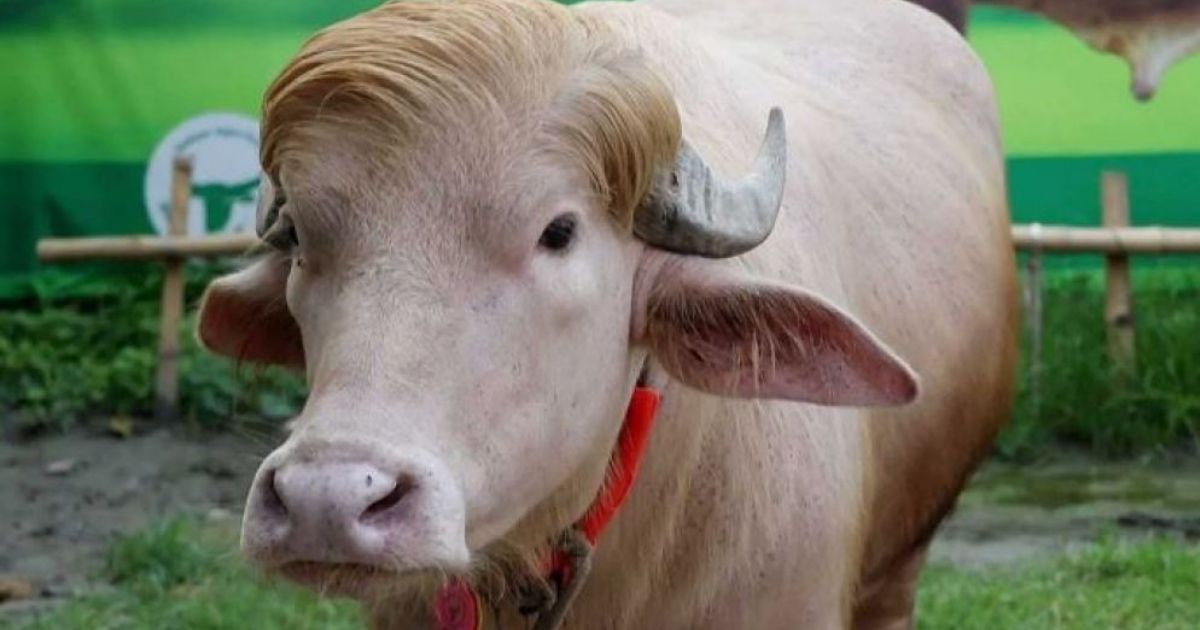বিশৃঙ্খলা এড়াতে চিড়িয়াখানায় ঠাঁই হচ্ছে ‘ডোনাল্ড ট্রাম্প’ মহিষের