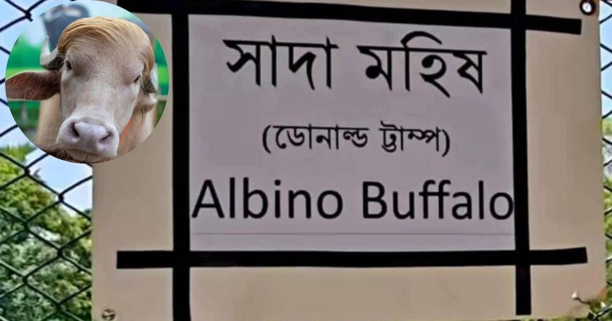 সাদা মহিষ ‘ডোনাল্ড ট্রাম্প’-এর ‘ট্রাম্প’ বানান ভুল করল চিড়িয়াখানা কর্তৃপক্ষ