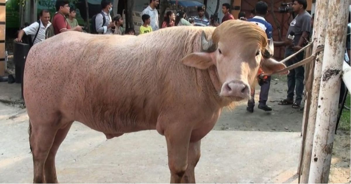 চিড়িয়াখানায় সেই আলোচিত মহিষ‘ডোনাল্ড ট্রাম্প’দেখতে দর্শনার্থীদের উপচে পড়া ভিড়