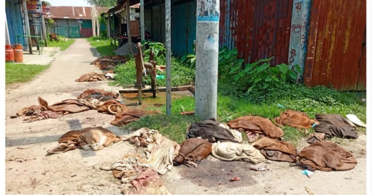 কোরবানির পশুর চামড়া কিনে বিপাকে কুমিল্লার মৌসুমি ব্যবসায়ীরা